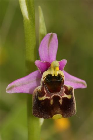 Ophrys apulica?